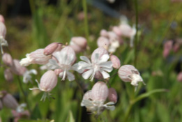 Silene vulgarisBlaassilene bestellen